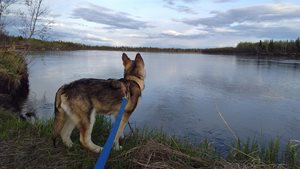 Dogs in McGrath